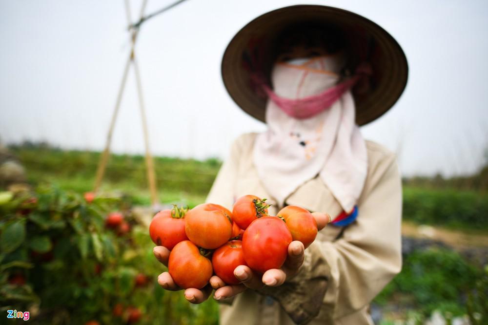 Hà Nội sẽ truy xuất nguồn gốc, tránh việc đội lốt nông sản Hải Dương để trục lợi